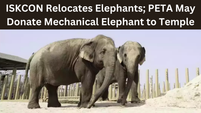 ISKCON Relocates Elephants; PETA May Donate Mechanical Elephant to Temple